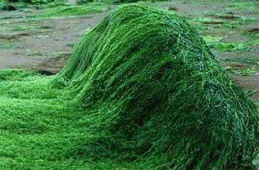 health-benefits-of-spirulina